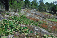 皮埃蒙特镁铁质贫瘠之地 – CEGL 006294 皮埃蒙特镁铁质贫瘠之地 – CEGL 006294