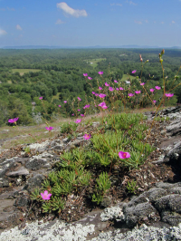 皮埃蒙特镁铁质贫瘠之地 – CEGL 006294 皮埃蒙特镁铁质贫瘠之地 – CEGL 006294