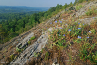 皮埃蒙特镁铁质贫瘠之地 – CEGL 006294 皮埃蒙特镁铁质贫瘠之地 – CEGL 006294