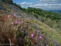 皮埃蒙特镁铁质贫瘠之地 - CEGL 006294 皮埃蒙特镁铁质贫瘠之地 - CEGL 006294
