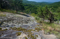 皮埃蒙特镁铁质贫瘠之地 – CEGL 006294 皮埃蒙特镁铁质贫瘠之地 – CEGL 006294