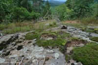 皮埃蒙特镁铁质贫瘠之地 – CEGL 006294 皮埃蒙特镁铁质贫瘠之地 – CEGL 006294