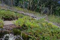 皮埃蒙特镁铁质贫瘠之地 – CEGL 006294 皮埃蒙特镁铁质贫瘠之地 – CEGL 006294