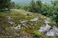 皮埃蒙特镁铁质贫瘠之地 – CEGL 006294 皮埃蒙特镁铁质贫瘠之地 – CEGL 006294