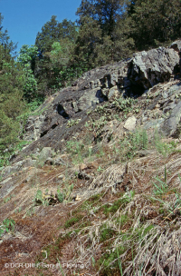 皮埃蒙特镁铁质贫瘠之地 – CEGL 006294 皮埃蒙特镁铁质贫瘠之地 – CEGL 006294