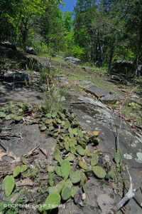 皮埃蒙特镁铁质贫瘠之地 - CEGL 006294 皮埃蒙特镁铁质贫瘠之地 - CEGL 006294