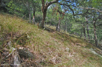 中阿巴拉契亚镁铁质/钙质荒地(低海拔类型)– CEGL 006037 (部分) 中阿巴拉契亚镁铁质/钙质荒地(低海拔类型)– CEGL 006037 (部分)