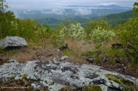 中阿巴拉契亚镁铁质/钙质荒地(低海拔类型)– CEGL 006037 (部分) 中阿巴拉契亚镁铁质/钙质荒地(低海拔类型)– CEGL 006037 (部分)