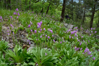 中阿巴拉契亚镁铁质/钙质荒地(低海拔类型)– CEGL 006037 (部分) 中阿巴拉契亚镁铁质/钙质荒地(低海拔类型)– CEGL 006037 (部分)