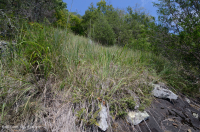 中阿巴拉契亚镁铁质/钙质荒地(低海拔类型)– CEGL 006037 (部分) 中阿巴拉契亚镁铁质/钙质荒地(低海拔类型)– CEGL 006037 (部分)