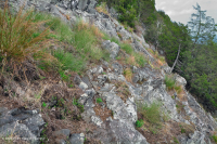 中阿巴拉契亚镁铁质/钙质荒地(低海拔类型)– CEGL 006037 (部分) 中阿巴拉契亚镁铁质/钙质荒地(低海拔类型)– CEGL 006037 (部分)