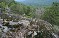 中阿巴拉契亚镁铁质/钙质荒地(低海拔类型)– CEGL 006037 (部分) 中阿巴拉契亚镁铁质/钙质荒地(低海拔类型)– CEGL 006037 (部分)