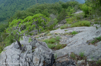 中阿巴拉契亚镁铁质/钙质荒地(低海拔类型)– CEGL 006037 (部分) 中阿巴拉契亚镁铁质/钙质荒地(低海拔类型)– CEGL 006037 (部分)