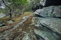 中阿巴拉契亚镁铁质/钙质荒地(低海拔类型)– CEGL 006037 (部分) 中阿巴拉契亚镁铁质/钙质荒地(低海拔类型)– CEGL 006037 (部分)