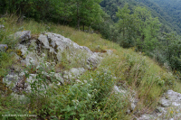 中阿巴拉契亚镁铁质/钙质荒地(中海拔类型) – CEGL 008529 中阿巴拉契亚镁铁质/钙质荒地(中海拔类型) – CEGL 008529