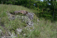 中阿巴拉契亚镁铁质/钙质荒地(低海拔类型)– CEGL 006037 (部分) 中阿巴拉契亚镁铁质/钙质荒地(低海拔类型)– CEGL 006037 (部分)