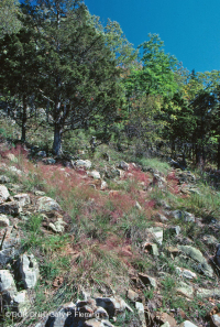 中阿巴拉契亚镁铁质/钙质荒地(低海拔类型)– CEGL 006037 (部分) 中阿巴拉契亚镁铁质/钙质荒地(低海拔类型)– CEGL 006037 (部分)