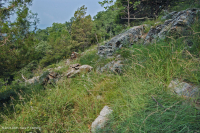 中阿巴拉契亚镁铁质/钙质荒地(低海拔类型)– CEGL 006037 (部分) 中阿巴拉契亚镁铁质/钙质荒地(低海拔类型)– CEGL 006037 (部分)