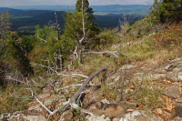 中阿巴拉契亚镁铁质/钙质荒地(低海拔类型)– CEGL 006037 (部分) 中阿巴拉契亚镁铁质/钙质荒地(低海拔类型)– CEGL 006037 (部分)