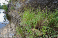 中阿巴拉契亚镁铁质/钙质荒地(低海拔类型)– CEGL 006037 (部分) 中阿巴拉契亚镁铁质/钙质荒地(低海拔类型)– CEGL 006037 (部分)