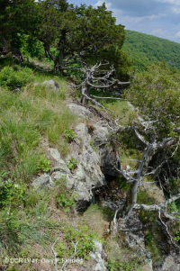 中阿巴拉契亚镁铁质/钙质荒地(中海拔类型) – CEGL 008529 中阿巴拉契亚镁铁质/钙质荒地(中海拔类型) – CEGL 008529