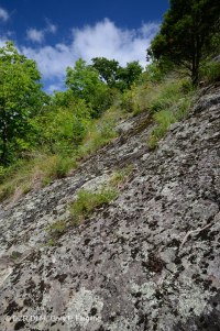 中阿巴拉契亚镁铁质/钙质荒地(中海拔类型) – CEGL 008529 中阿巴拉契亚镁铁质/钙质荒地(中海拔类型) – CEGL 008529