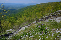 中阿巴拉契亚镁铁质/钙质荒地(中海拔类型) – CEGL 008529 中阿巴拉契亚镁铁质/钙质荒地(中海拔类型) – CEGL 008529