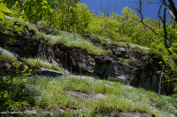 中阿巴拉契亚镁铁质/钙质荒地(中海拔类型) – CEGL 008529 中阿巴拉契亚镁铁质/钙质荒地(中海拔类型) – CEGL 008529