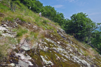 中阿巴拉契亚镁铁质/钙质荒地(中海拔类型) – CEGL 008529 中阿巴拉契亚镁铁质/钙质荒地(中海拔类型) – CEGL 008529