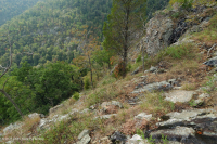 中阿巴拉契亚镁铁质/钙质荒地(中海拔类型) – CEGL 008529 中阿巴拉契亚镁铁质/钙质荒地(中海拔类型) – CEGL 008529