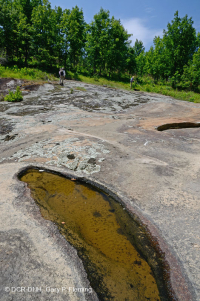 皮埃蒙特花岗岩平岩 – CEGL 003857 皮埃蒙特花岗岩平岩 – CEGL 003857