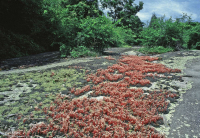皮埃蒙特花岗岩平岩 – CEGL 003857 皮埃蒙特花岗岩平岩 – CEGL 003857