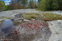 皮埃蒙特花岗岩平岩 – CEGL 003857 皮埃蒙特花岗岩平岩 – CEGL 003857
