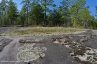 皮埃蒙特花岗岩平岩 – CEGL 003857 皮埃蒙特花岗岩平岩 – CEGL 003857