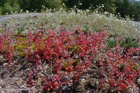 皮埃蒙特花岗岩平岩 – CEGL 003857 皮埃蒙特花岗岩平岩 – CEGL 003857