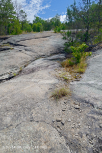 皮埃蒙特花岗岩平岩 – CEGL 003857 皮埃蒙特花岗岩平岩 – CEGL 003857