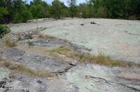 皮埃蒙特花岗岩平岩 – CEGL 003857 皮埃蒙特花岗岩平岩 – CEGL 003857