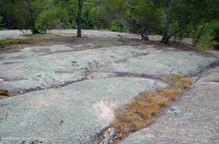 皮埃蒙特花岗岩平岩 – CEGL 003857 皮埃蒙特花岗岩平岩 – CEGL 003857
