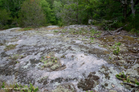 皮埃蒙特花岗岩平岩 – CEGL 003857 皮埃蒙特花岗岩平岩 – CEGL 003857