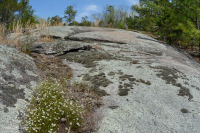 皮埃蒙特花岗岩平岩 - CEGL 003857 皮埃蒙特花岗岩平岩 - CEGL 003857