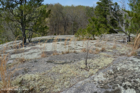 皮埃蒙特花岗岩平岩 - CEGL 003857 皮埃蒙特花岗岩平岩 - CEGL 003857