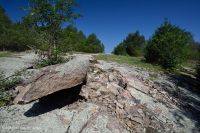 皮埃蒙特花岗岩平岩 – CEGL 003857 皮埃蒙特花岗岩平岩 – CEGL 003857