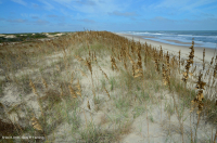 南大西洋混合沙丘草原 – CEGL 004039 南大西洋混合沙丘草原 – CEGL 004039