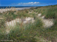 南大西洋混合沙丘草原 – CEGL 004039 南大西洋混合沙丘草原 – CEGL 004039