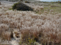 Xeric Backdune 草原 – CEGL 004240 Xeric Backdune 草原 – CEGL 004240