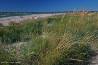 南大西洋混合沙丘草原 – CEGL 004039 南大西洋混合沙丘草原 – CEGL 004039