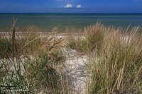 北大西洋混合沙丘草原 – CEGL 004043 北大西洋混合沙丘草原 – CEGL 004043