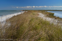 北大西洋混合沙丘草原 – CEGL 004043 北大西洋混合沙丘草原 – CEGL 004043