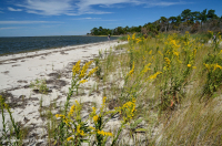 冲刷沙丘草原 – CEGL 004097 冲刷沙丘草原 – CEGL 004097