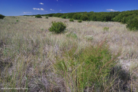 冲刷沙丘草原 – CEGL 004097<br />
冲刷沙丘草原 – CEGL 004097<br />